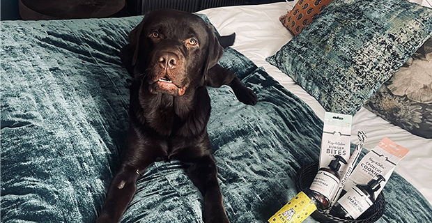 Hunden Henry som har checkat in på Näsby Slott där man nu satsar på minibar för hundar.