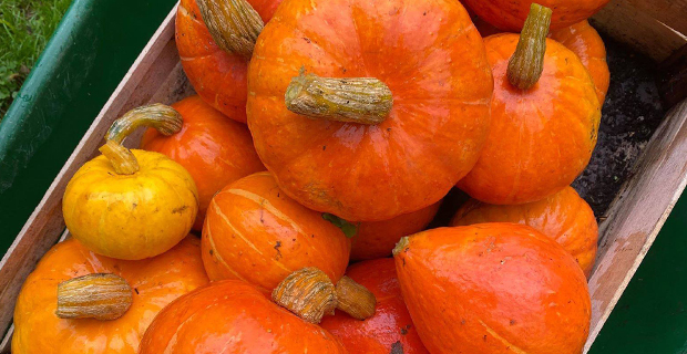 Vissa pumpasorter lämpar sig bättre för matlagning än andra.