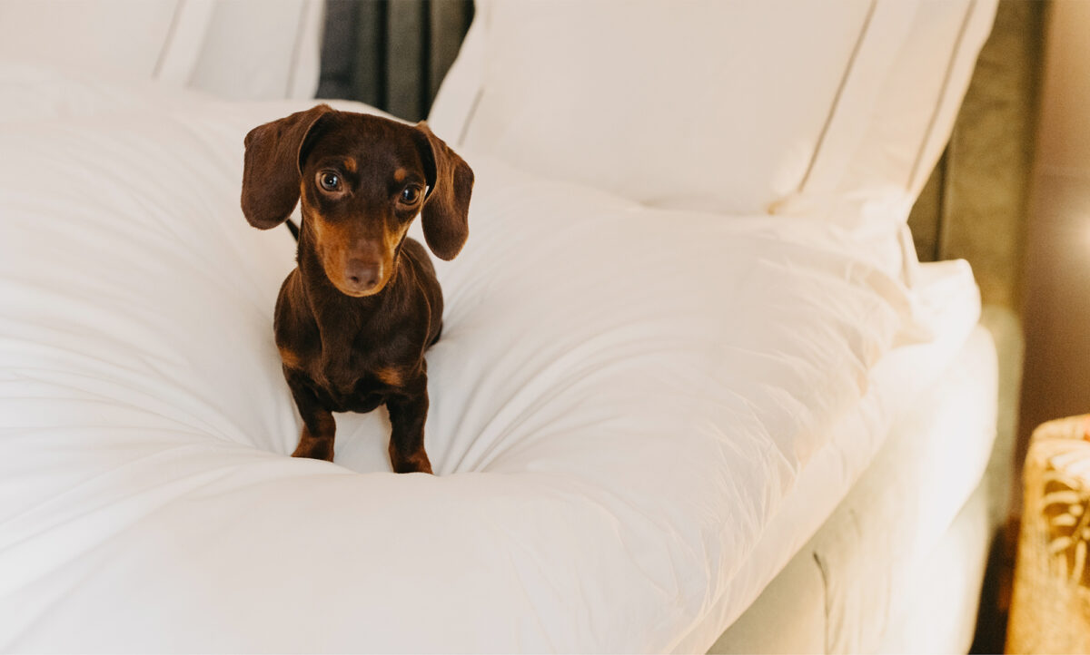 Hotell Villa Foresta börjar nu med hundspa och hundpassning med promenader.