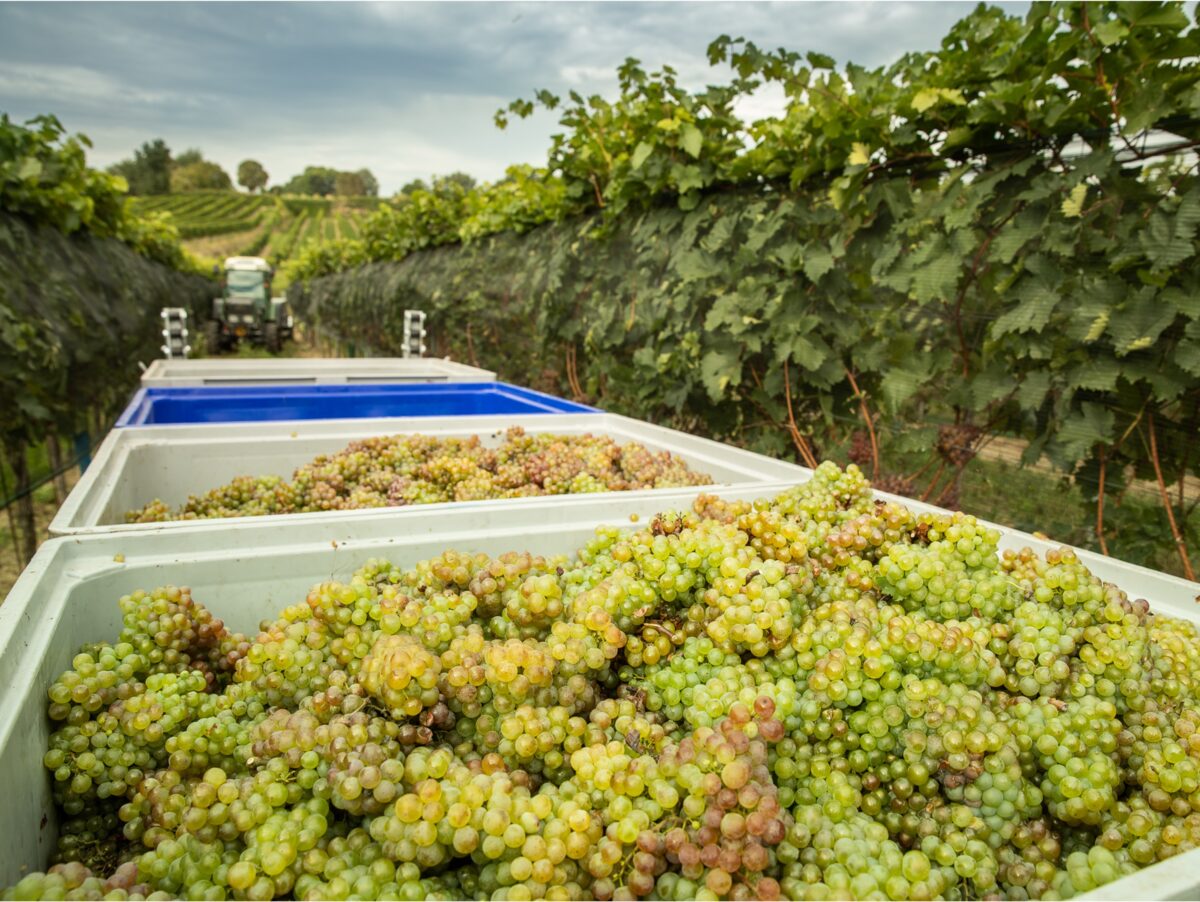 Weingut Leths odling är ekologiskt certifierad.